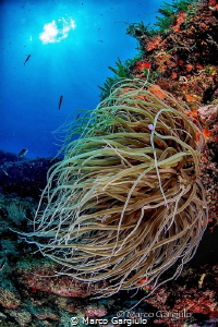 Anemonia sulcata by Marco Gargiulo 